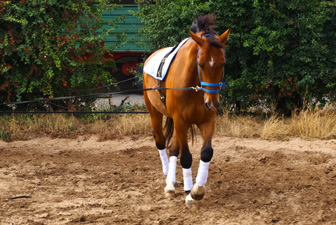 Doppellongen-Training Kerpen 07