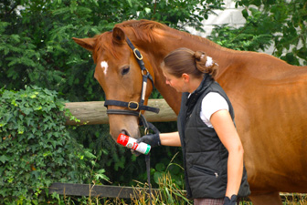 Jungpferdeausbildung Kerpen 04
