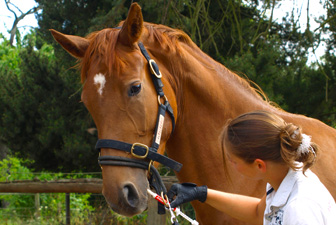 Jungpferdeausbildung Kerpen 05