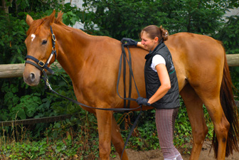 Jungpferdeausbildung Kerpen 06