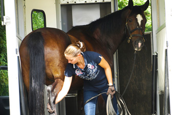Verladetraining Pferde Kerpen 04